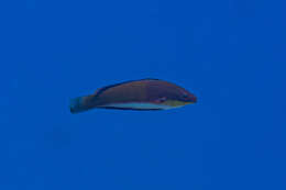 Image of Longfin fairy wrasse