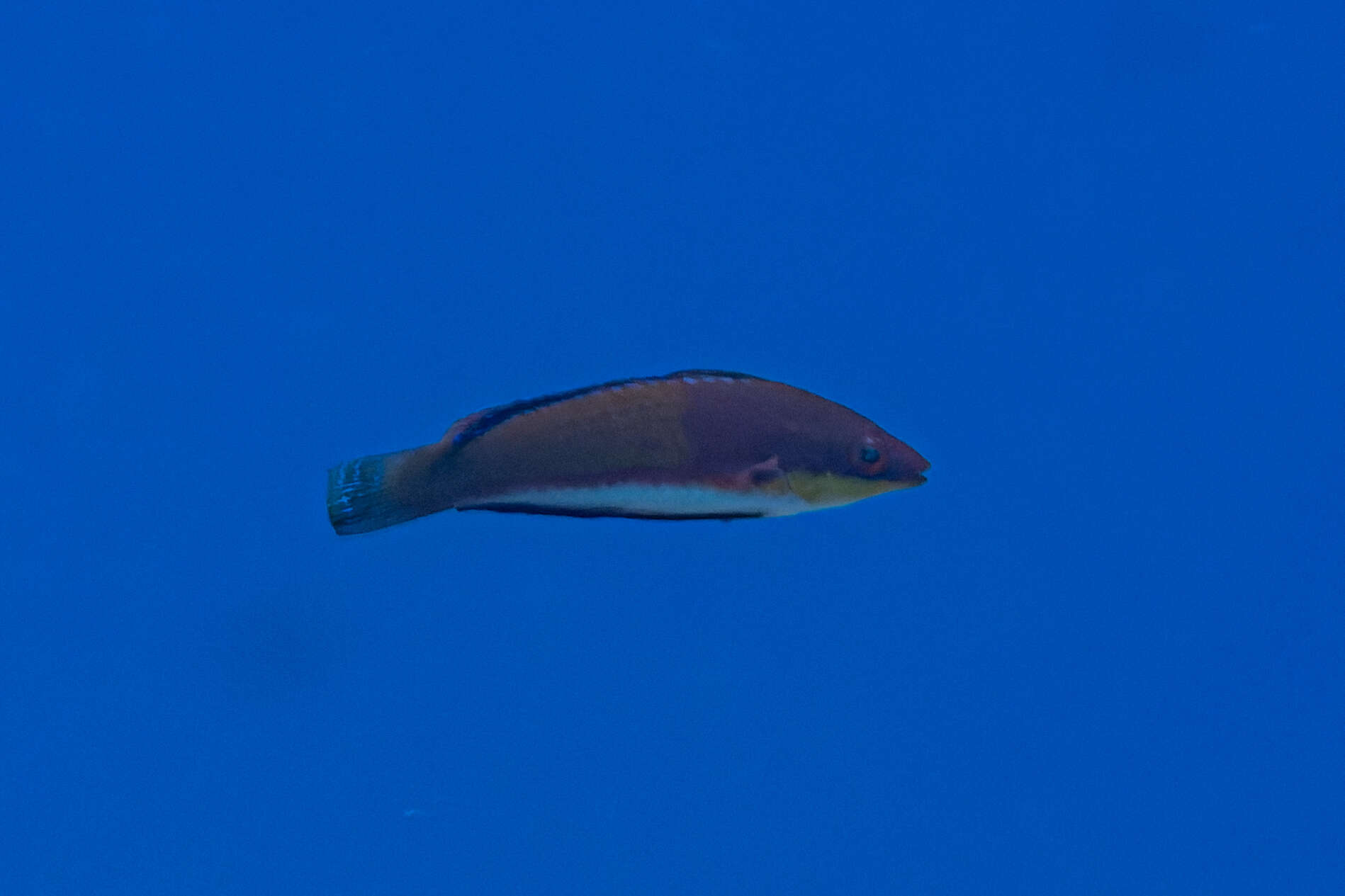 Image of Longfin fairy wrasse
