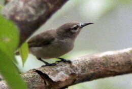 Image of Brown Sunbird