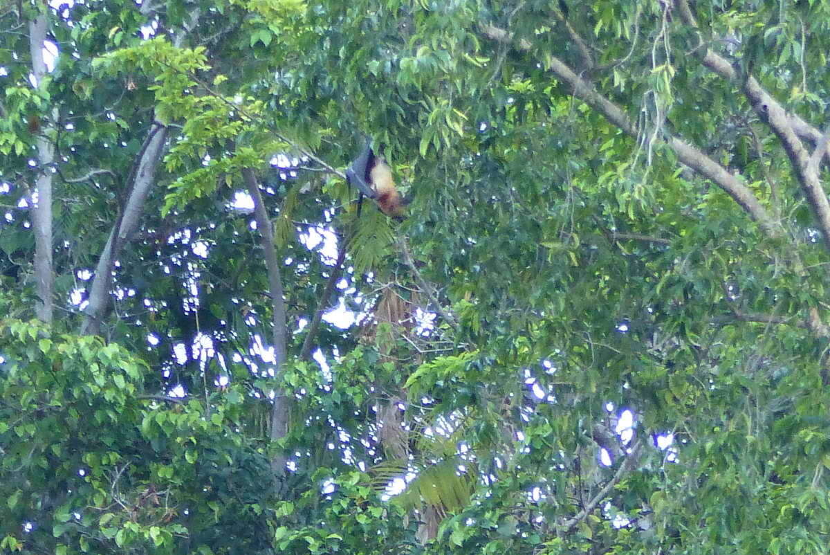 Image of Black-bearded Flying Fox