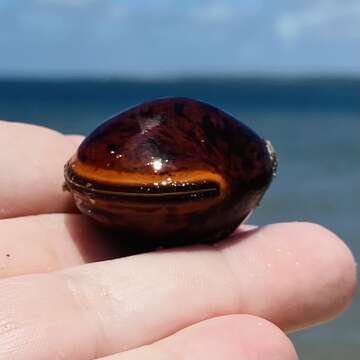 Image of Macropsychanthus comosus