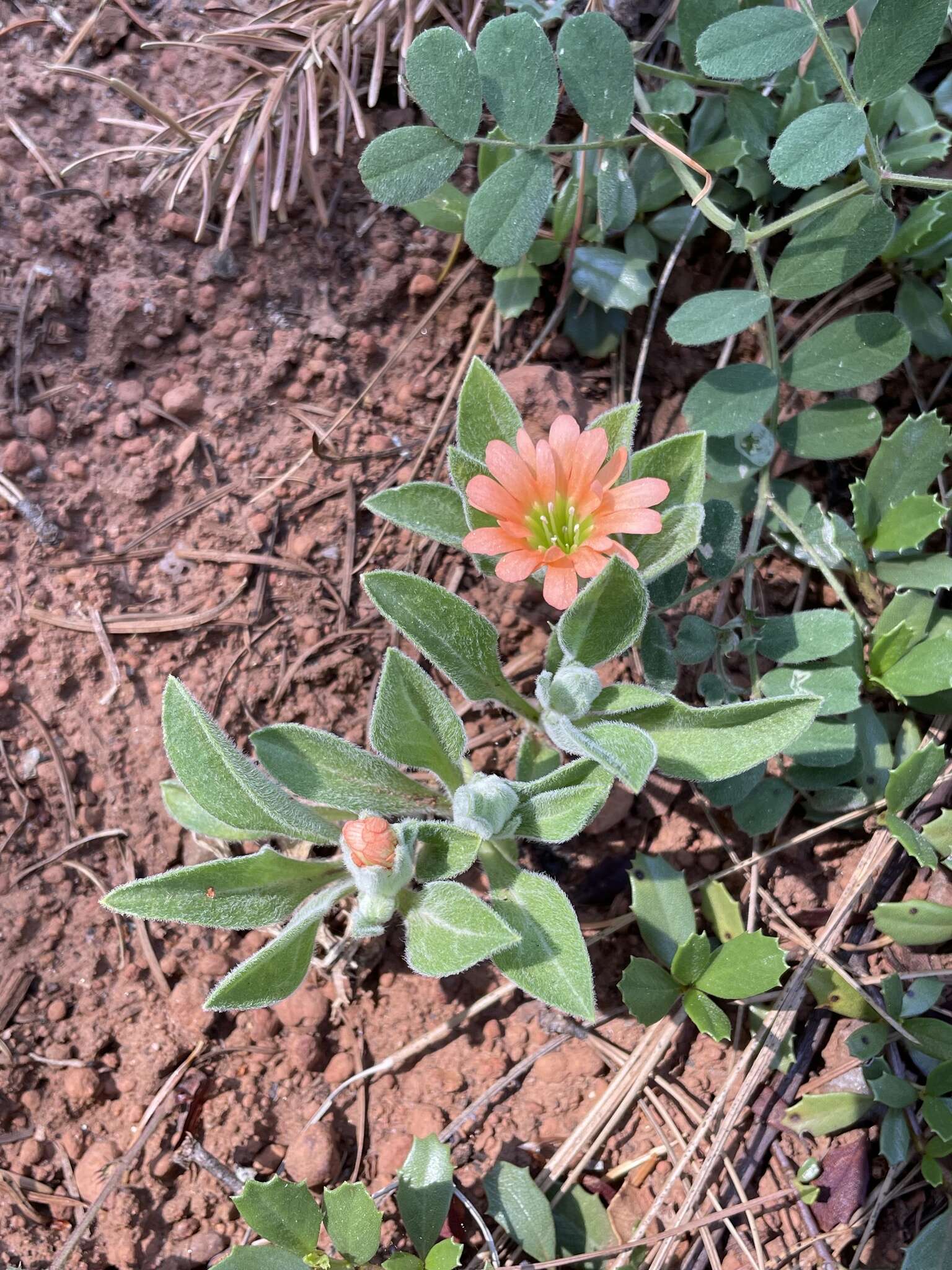 Image of Klamath Mountain catchfly