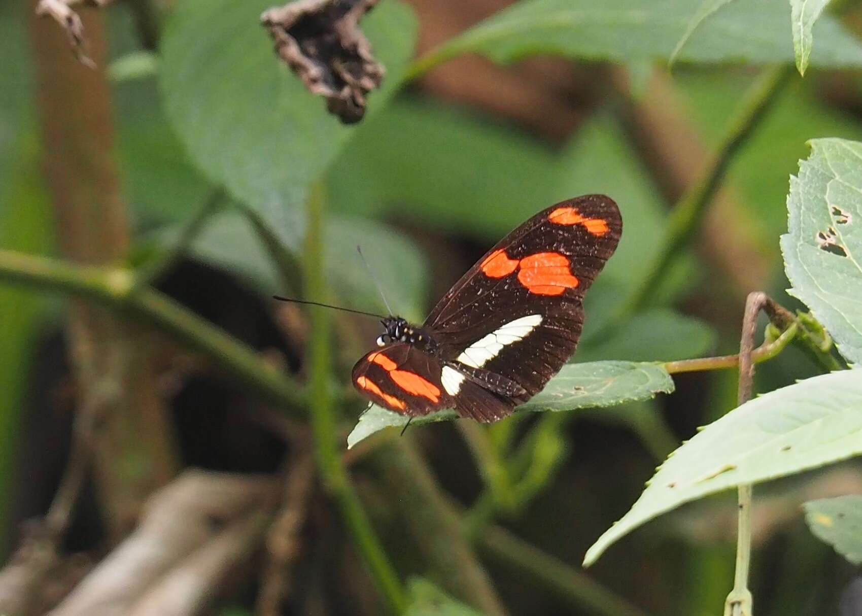 Image de Heliconius telesiphe sotericus Salvin 1871