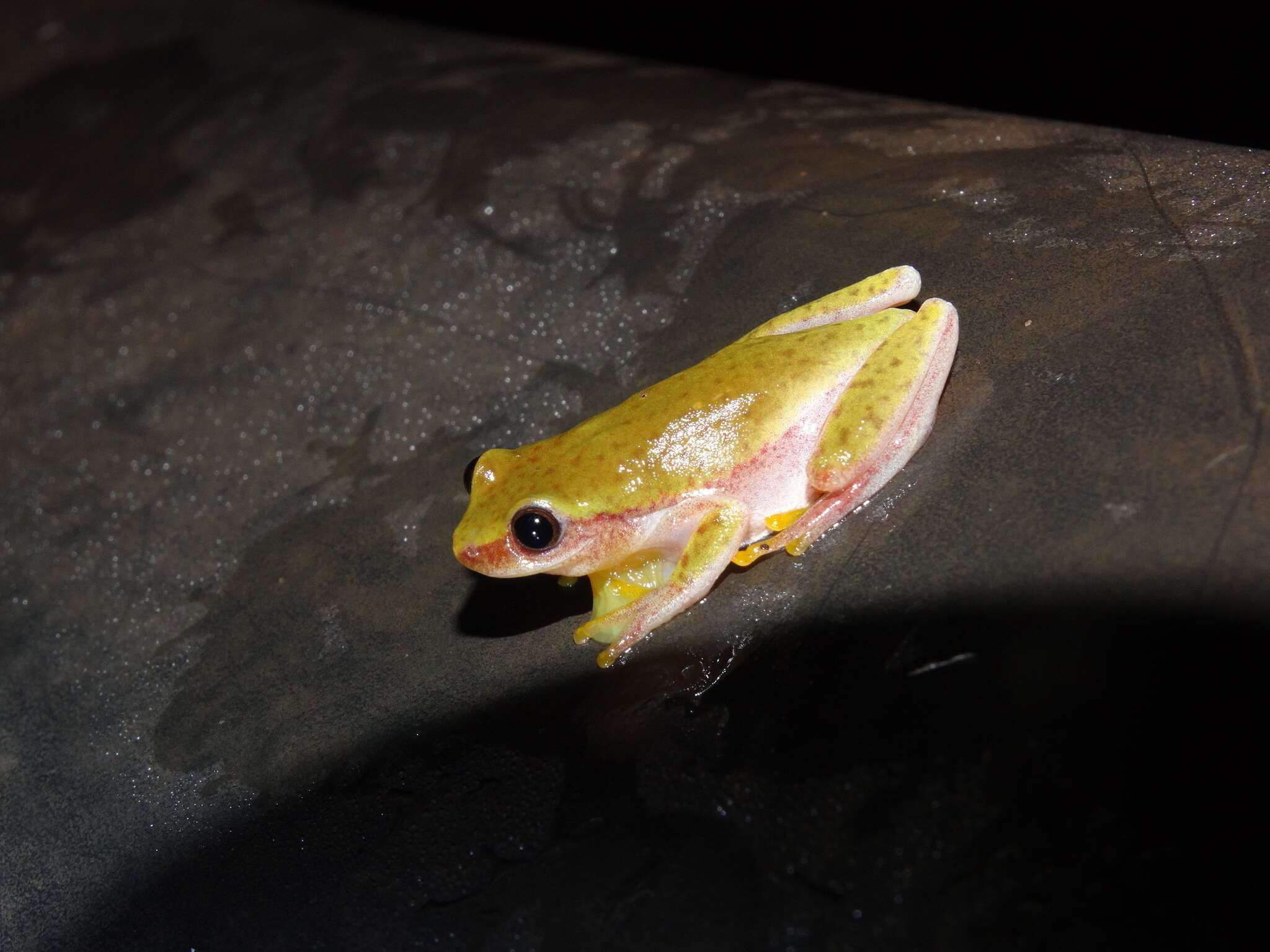 Image of Dendropsophus elianeae (Napoli & Caramaschi 2000)