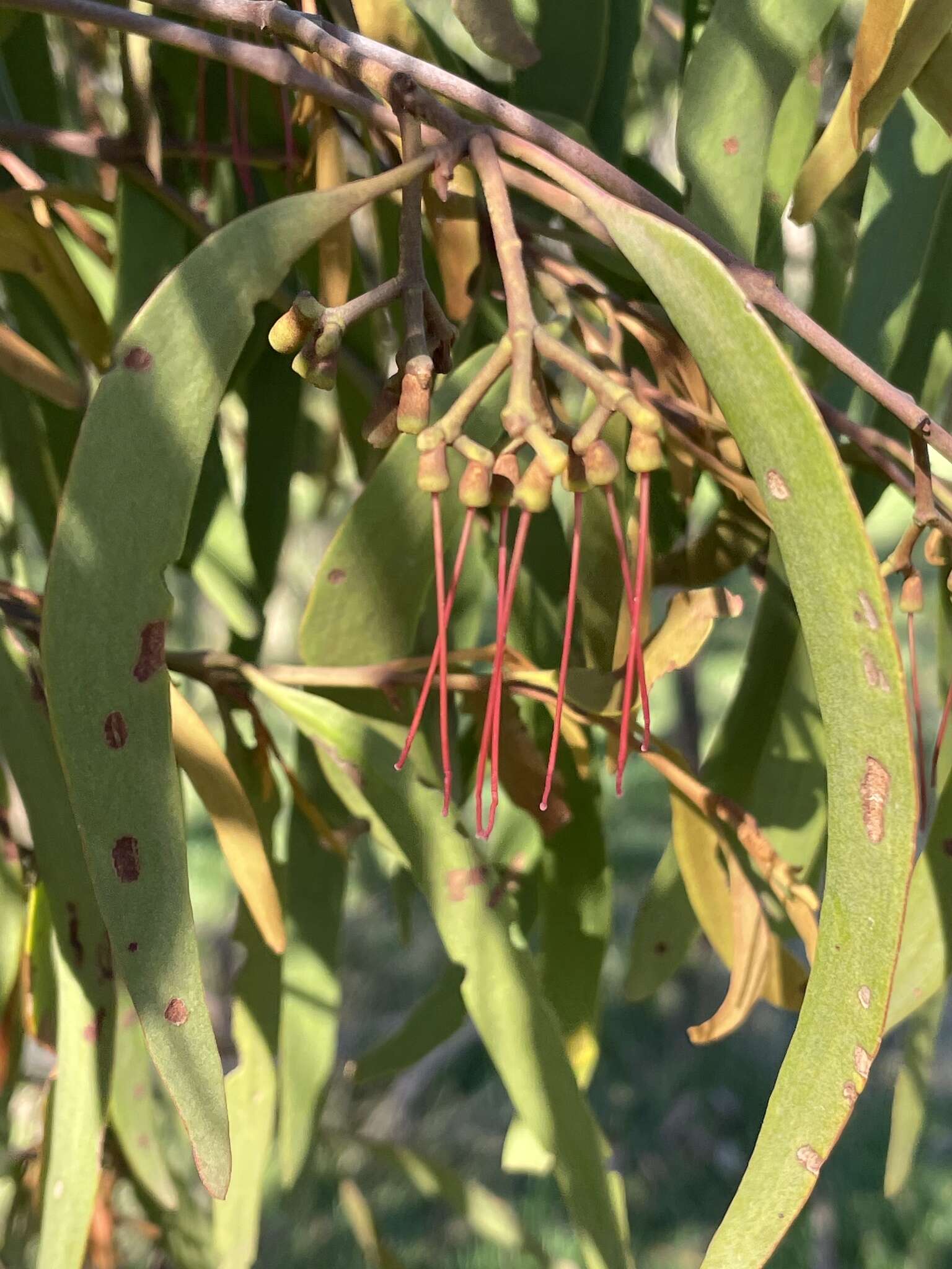 Imagem de Amyema pendula subsp. pendula