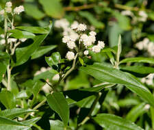 Imagem de Ozothamnus stirlingii (F. Müll.) A. A. Anderberg