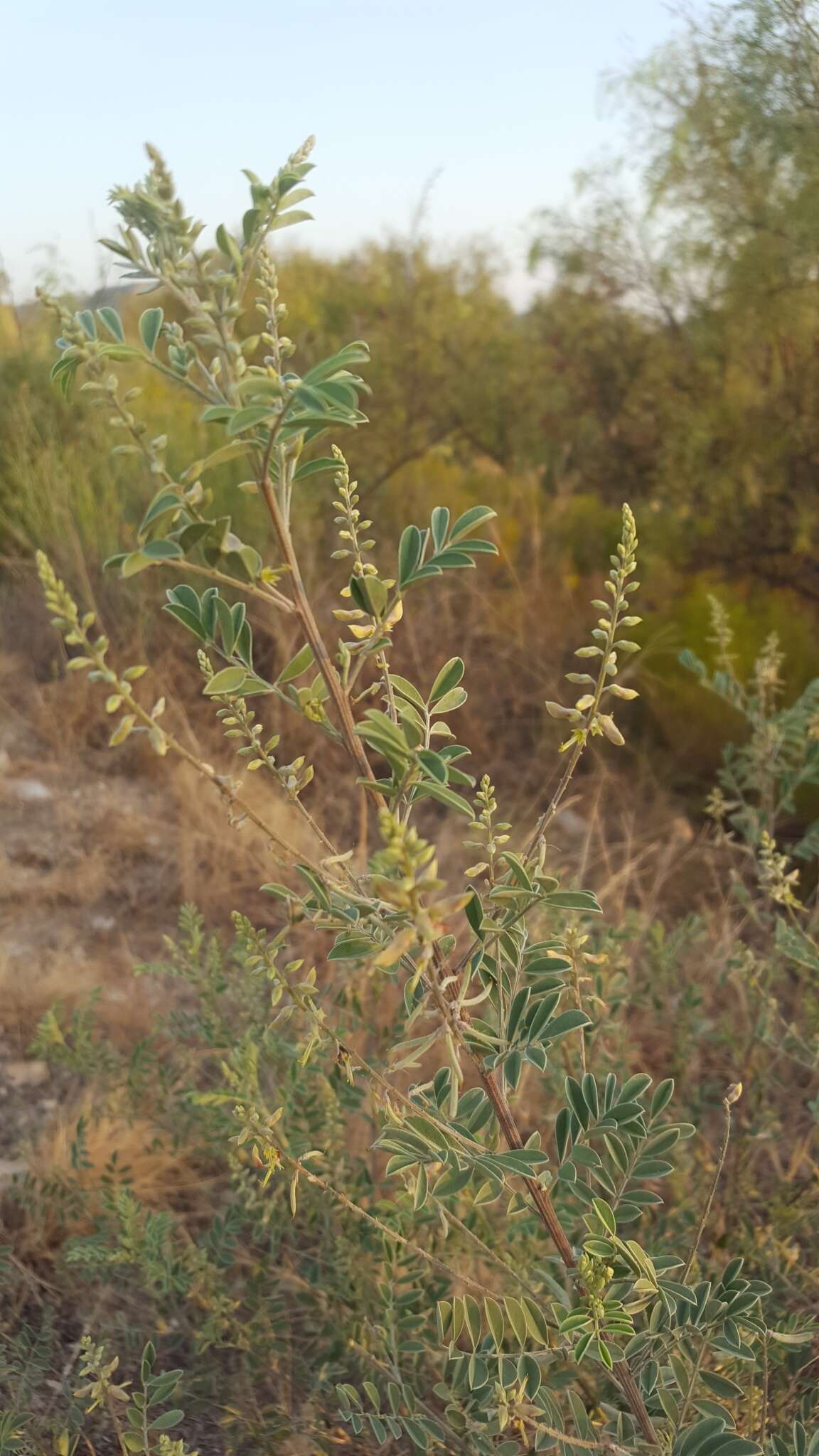 Indigofera lindheimeriana Scheele的圖片