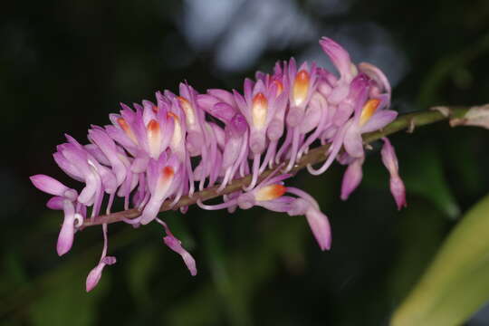 Sivun Dendrobium secundum (Blume) Lindl. ex Wall. kuva