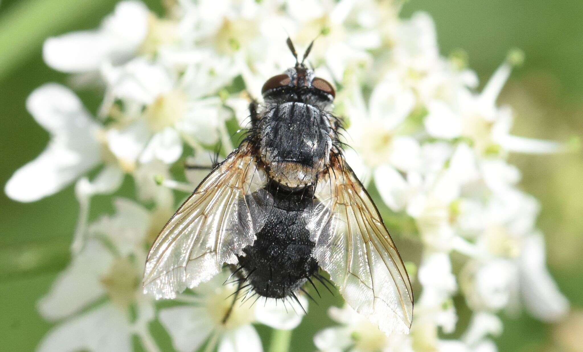 Linnaemya picta (Meigen 1824)的圖片