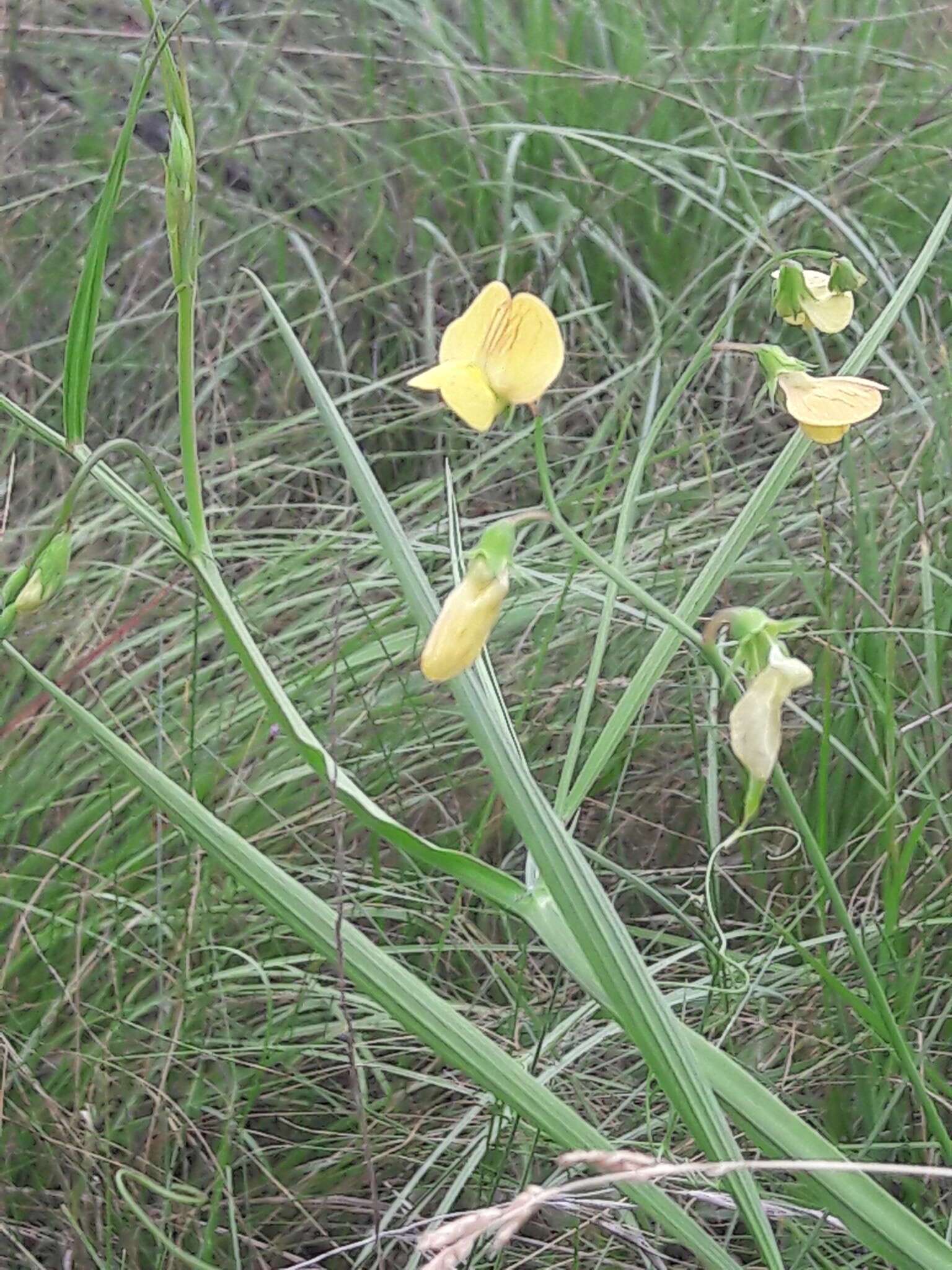 Image of annual vetchling