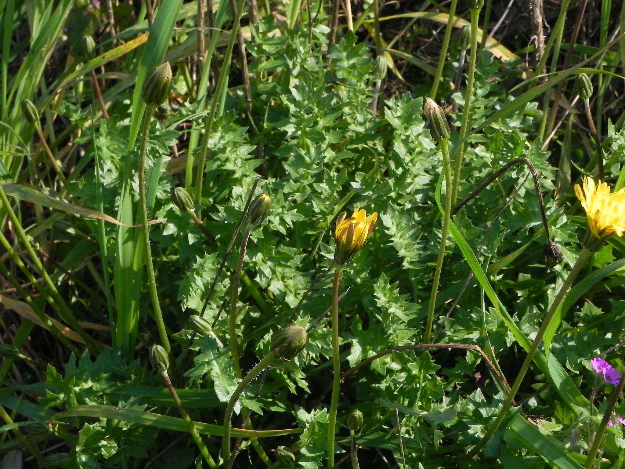 Plancia ëd Hyoseris radiata L.