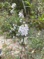 Image of Narrow-leaved Mint-bush