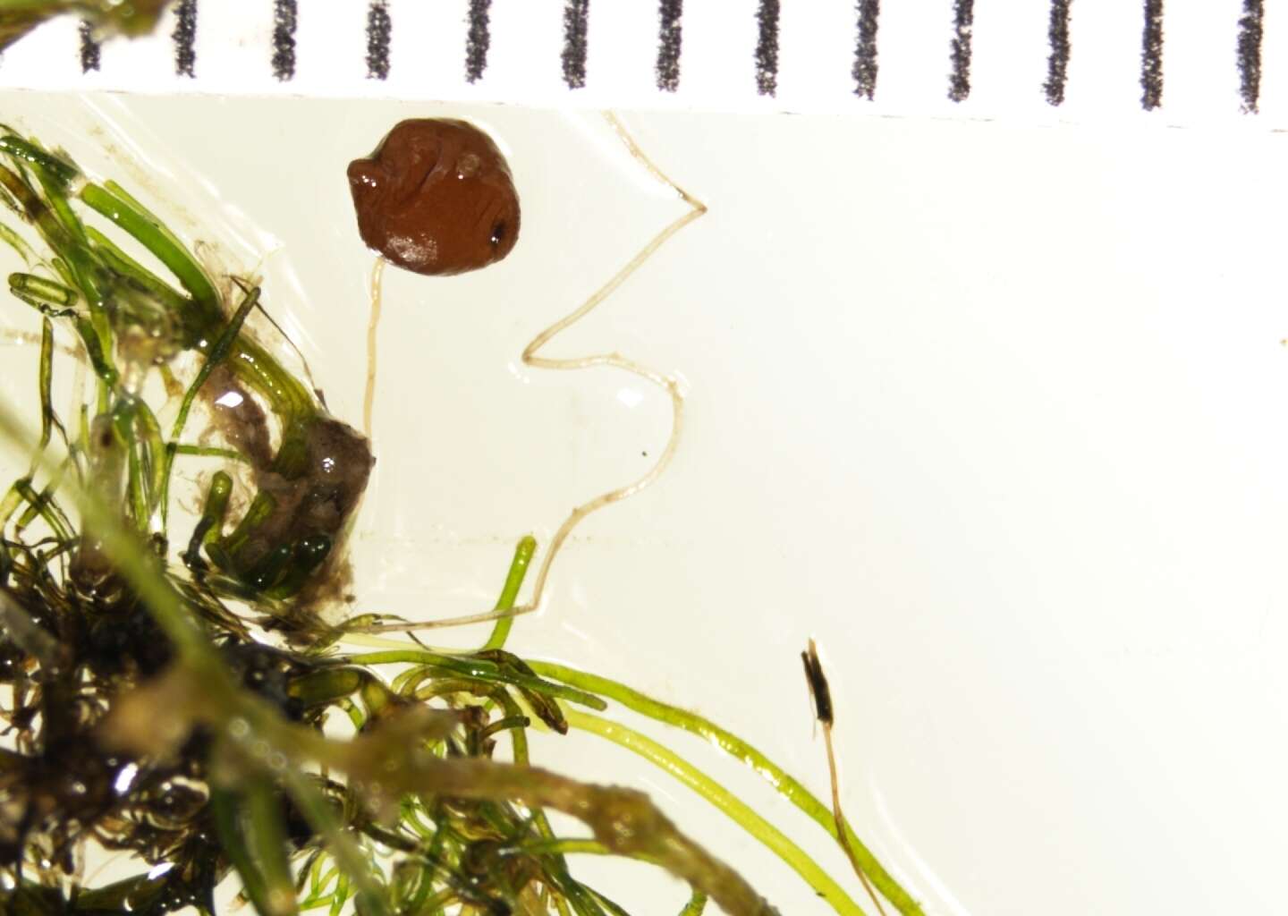 Image of Clustered Stonewort