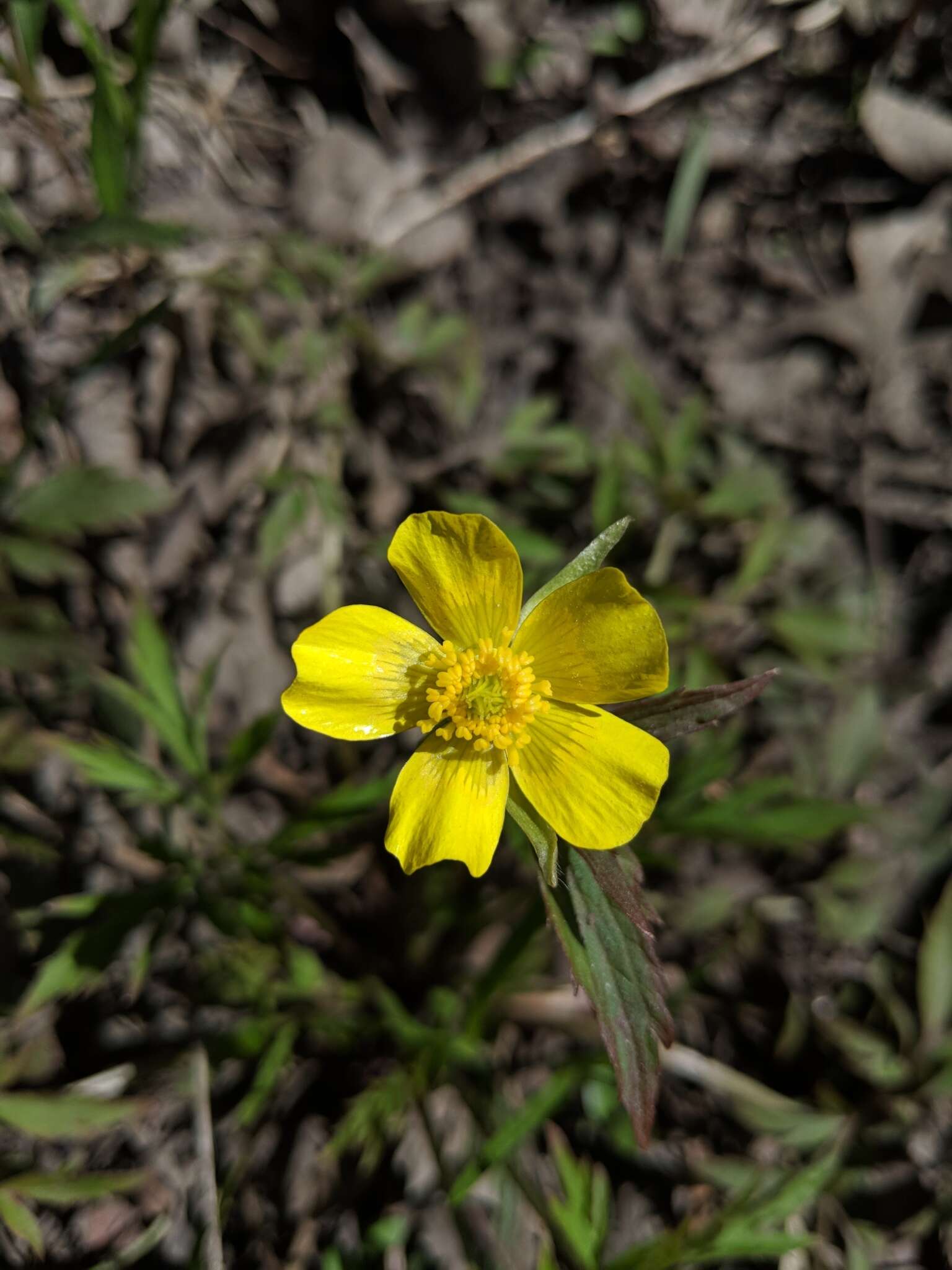 Image of bristly buttercup