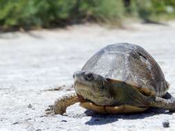 Image of Coahuilan box turtle