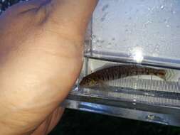 Image of Logperch