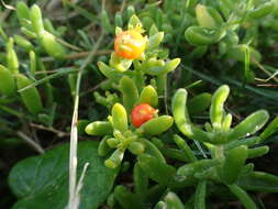 Image of Thesium triflorum Thunb. ex L. fil.