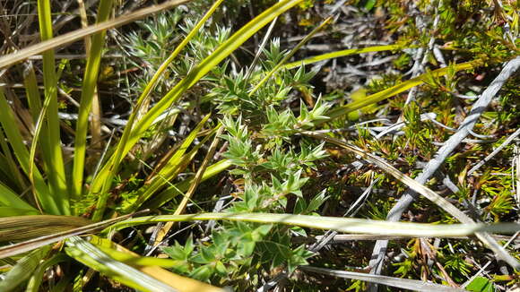 Image of Pimelea pseudolyallii Allan