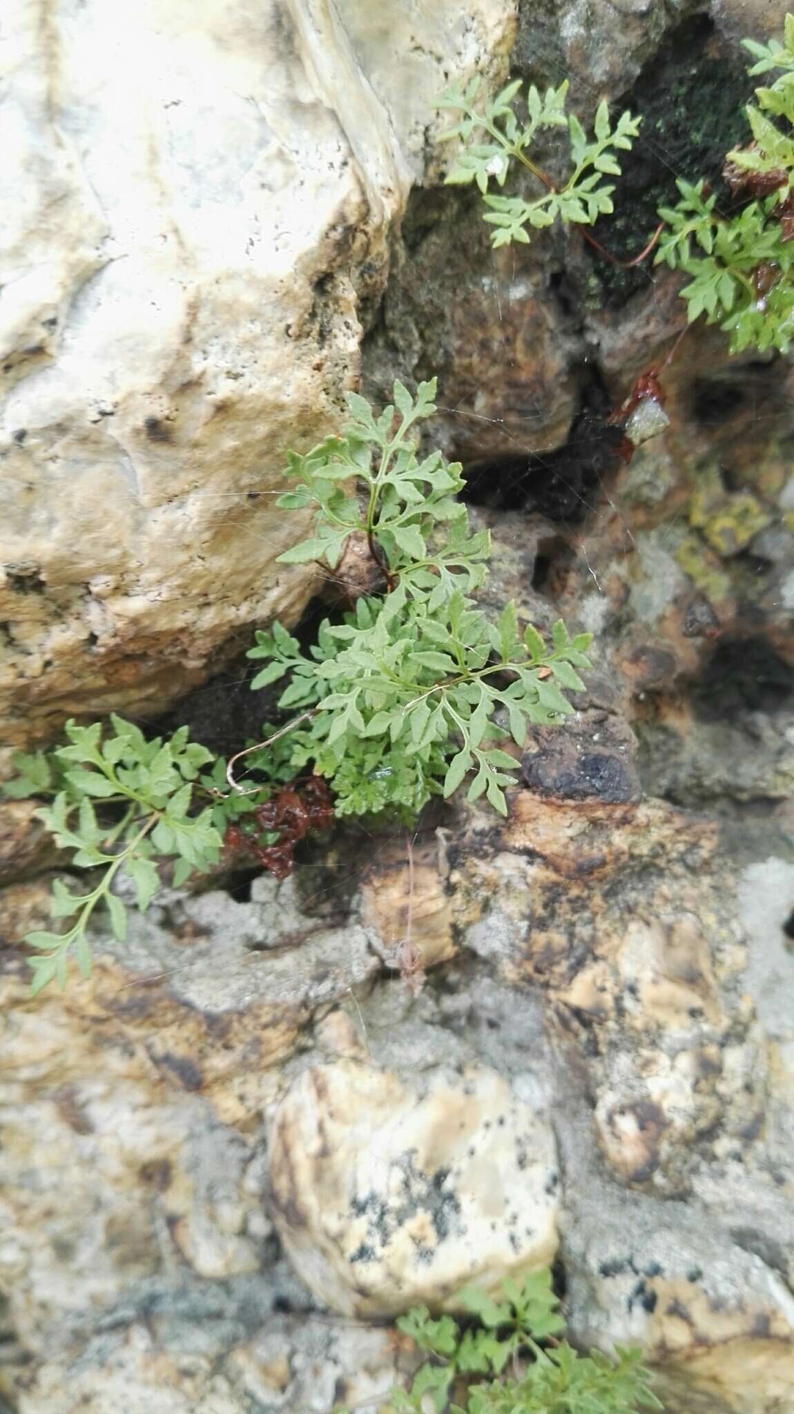 Image of Cheilanthes deltoidea subsp. silicicola Klopper & A. E. van Wyk