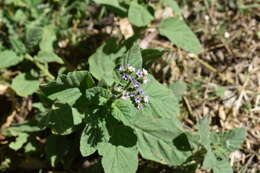 Sivun Heliotropium leiocarpum Morong kuva