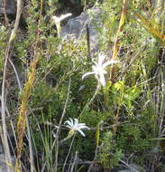 Image of Knowltonia tenuifolia (L. fil.) Mosyakin