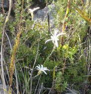 Imagem de Knowltonia tenuifolia (L. fil.) Mosyakin