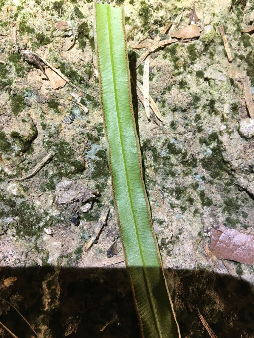 Sivun Pteris multifida Poir. kuva