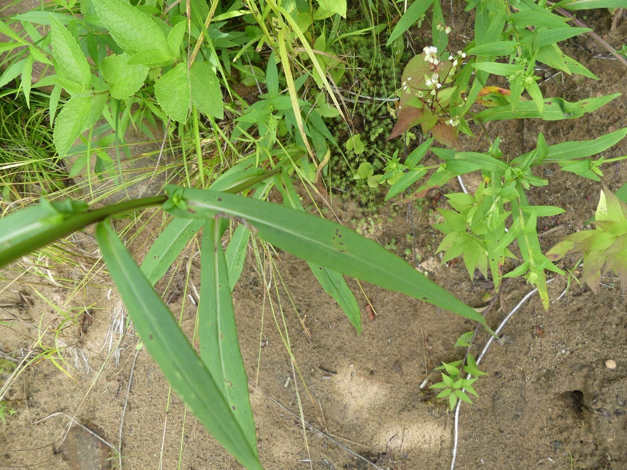 Image of <i>Symphyotrichum <i>novi-belgii</i></i> var. novi-belgii