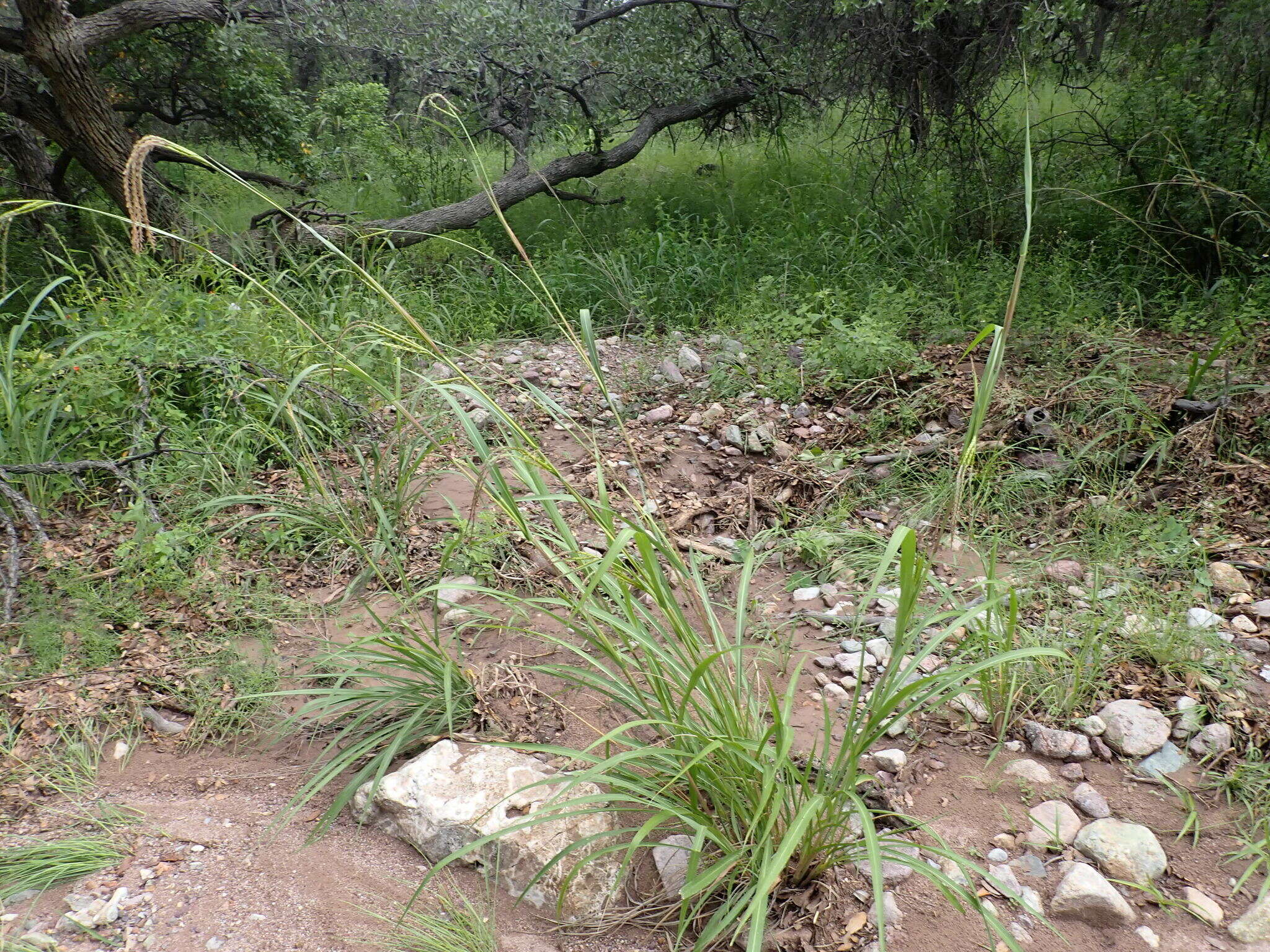 Image of Mexican gamagrass