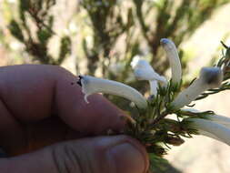 Image of Erica pinea Thunb.