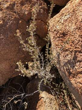 Image of Euryops subcarnosus DC.