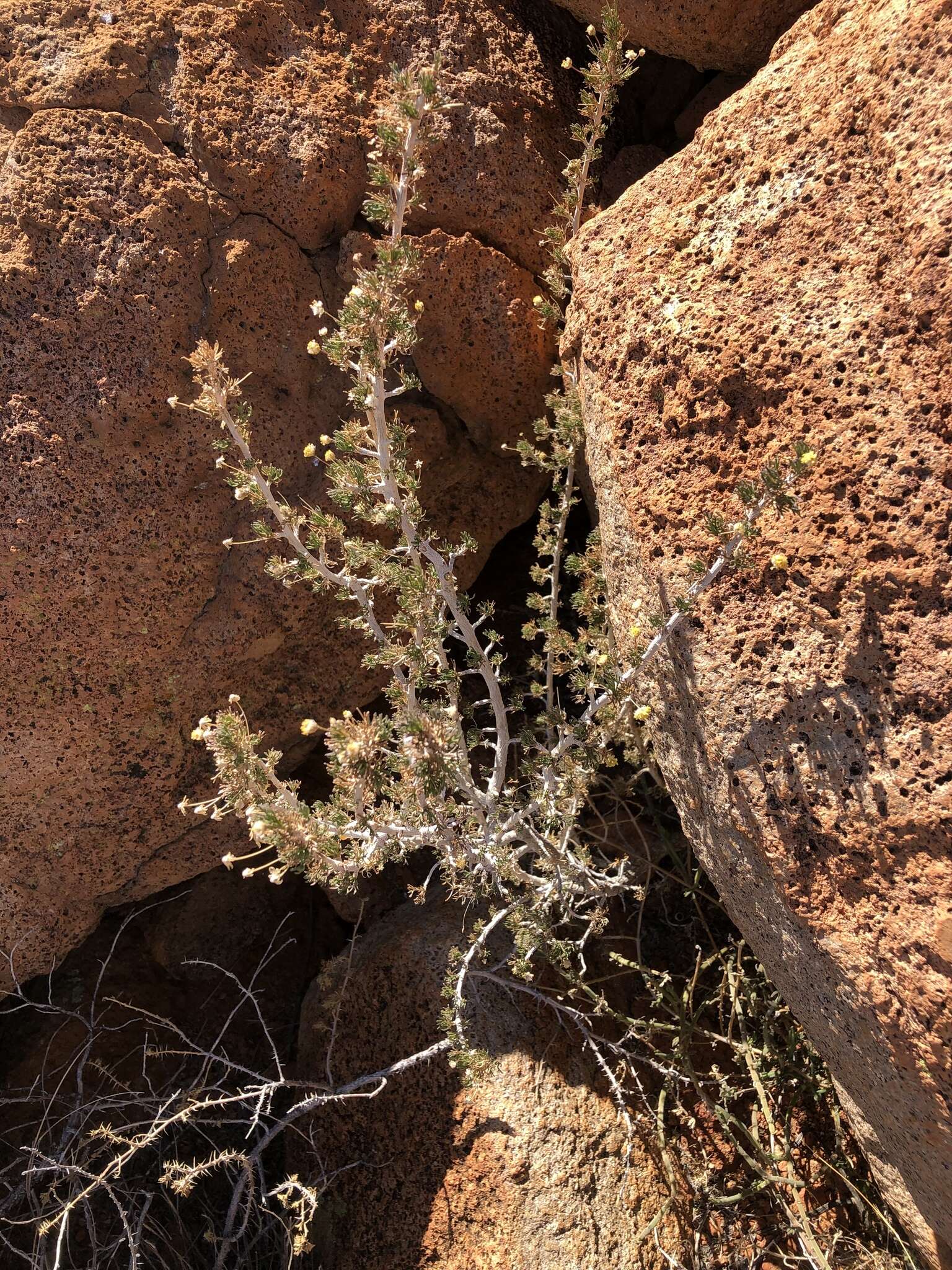 Euryops subcarnosus subsp. vulgaris B. Nord. resmi