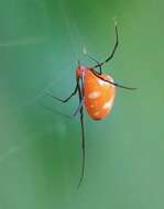 Image of Argyrodes flavescens O. Pickard-Cambridge 1880