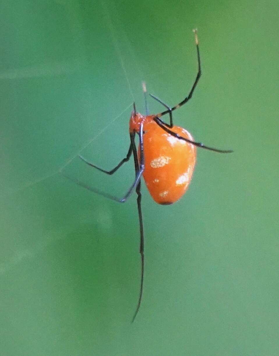 Image of Argyrodes flavescens O. Pickard-Cambridge 1880