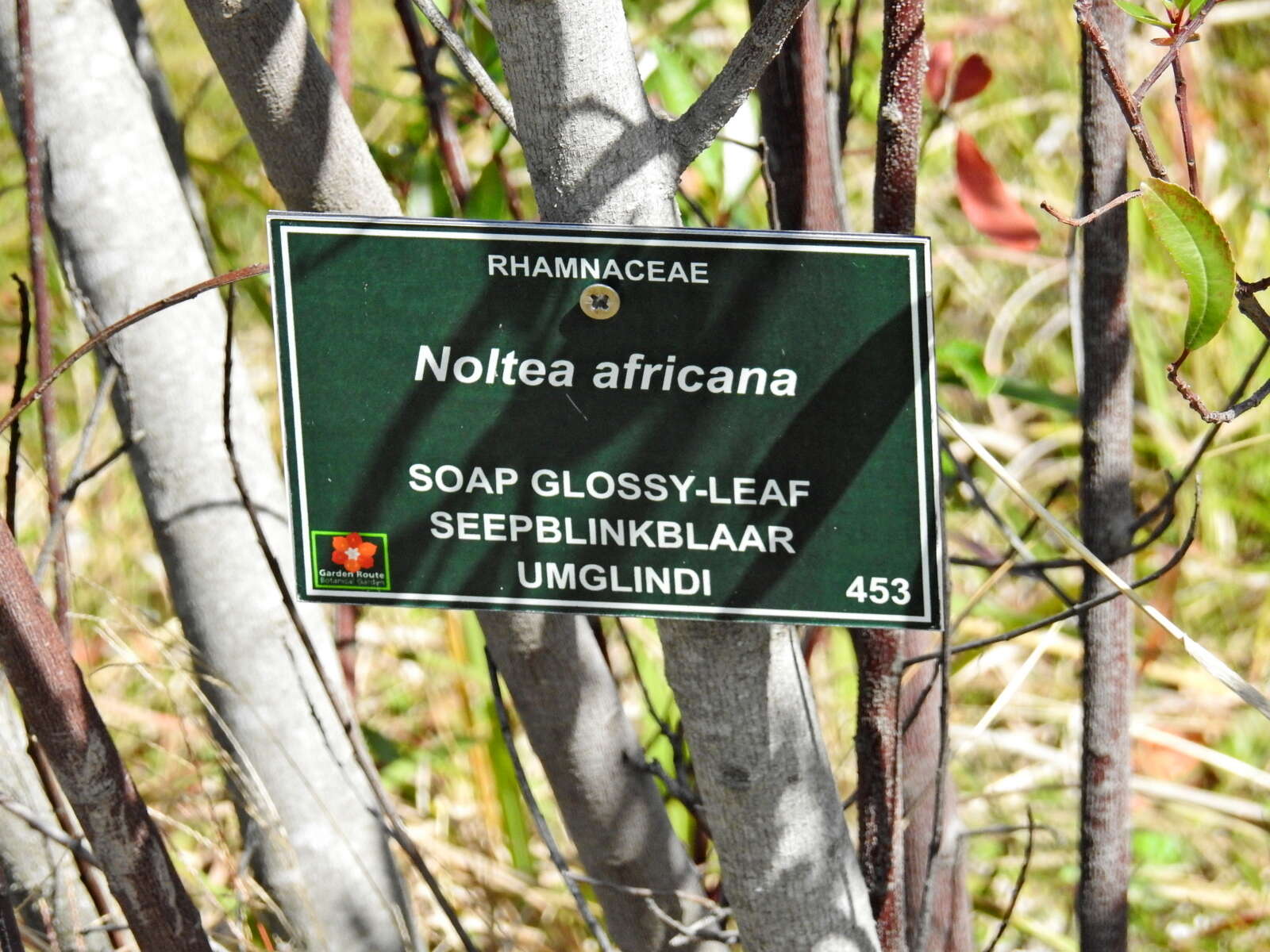 Слика од Noltea africana (L.) Rchb. fil. ex Harv. & Sond.