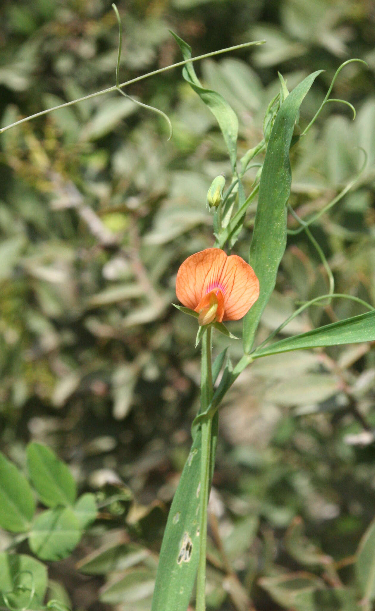 Lathyrus blepharicarpus Boiss.的圖片