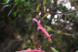 Image of Centropogon gutierrezii (Planch. & Oerst.) E. Wimm.