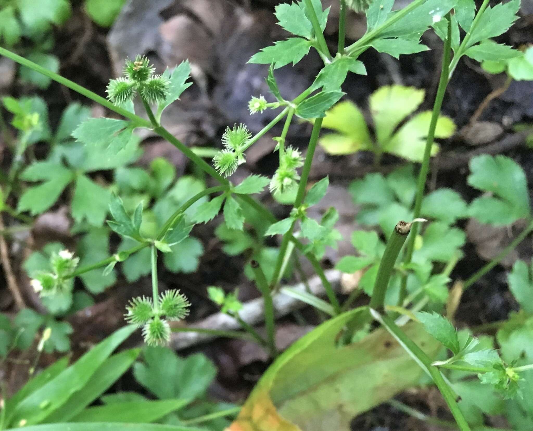 Image of Sanicula canadensis var. canadensis