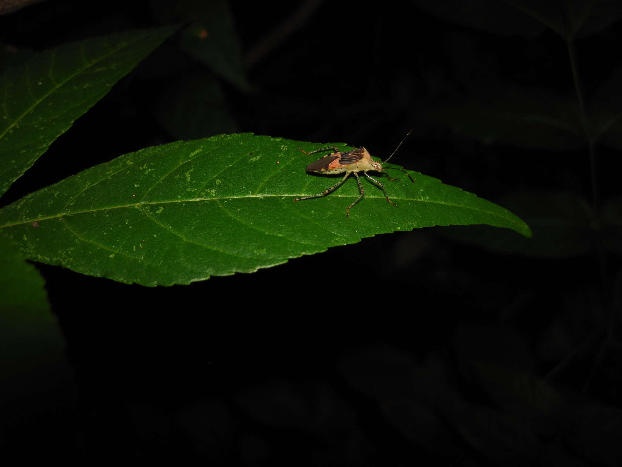 Image de Hypselonotus punctiventris Stål 1862