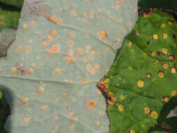 Imagem de Puccinia poarum Nielsen 1877