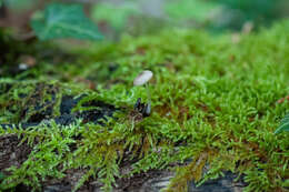 Image of Pluteus hispidulus (Fr.) Gillet 1876