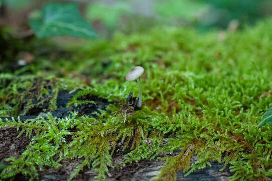 Imagem de Pluteus hispidulus (Fr.) Gillet 1876