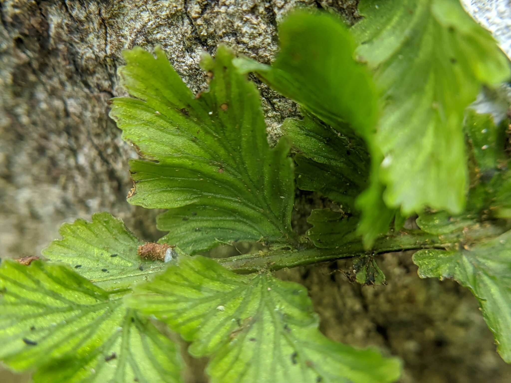 Vandenboschia auriculata (Bl.) Copel.的圖片