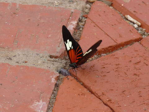 Image of Heliconius burneyi Hübner 1816