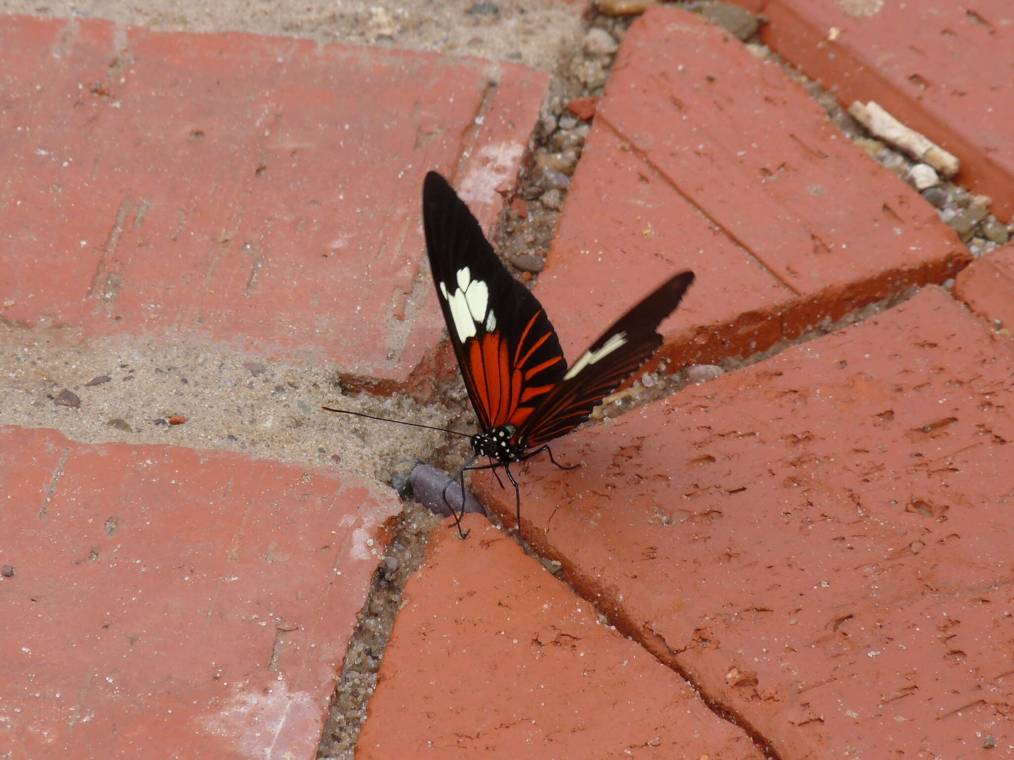 Image of Heliconius burneyi Hübner 1816