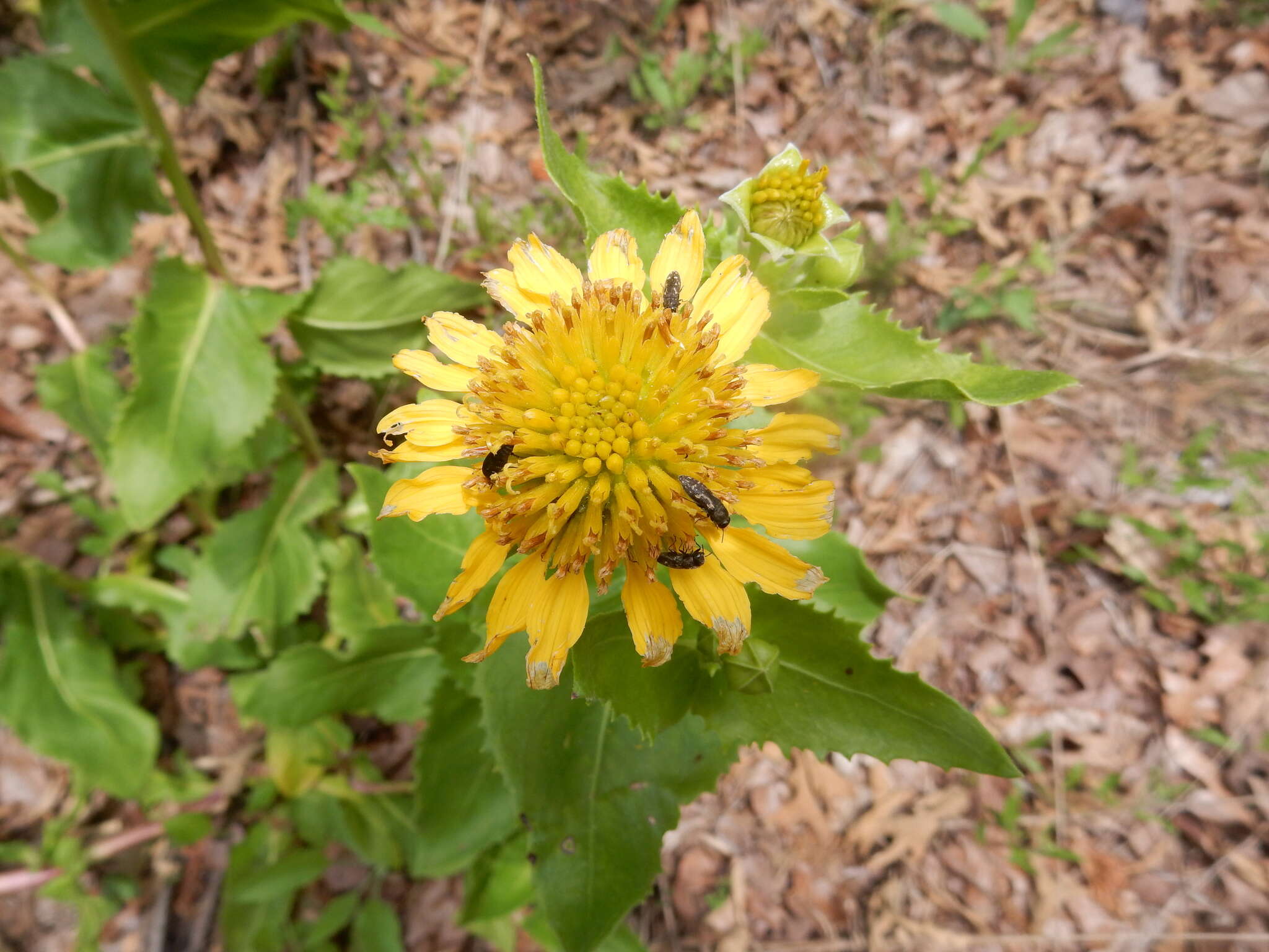 Image of Louisiana nerveray