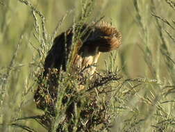 Image of Mirafra fasciolata fasciolata (Sundevall 1850)