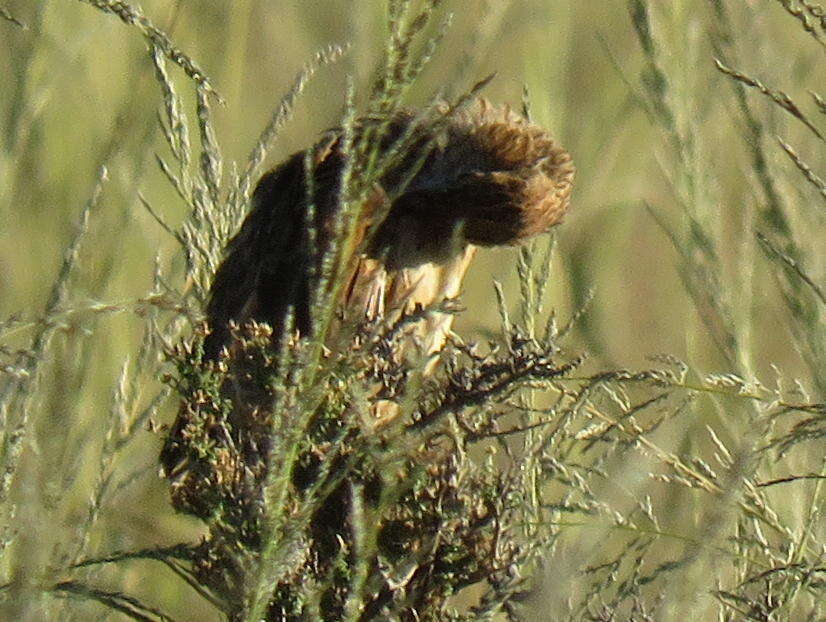 Image of Mirafra fasciolata fasciolata (Sundevall 1850)