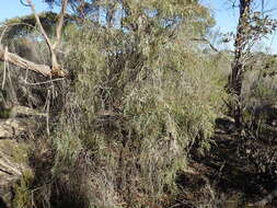 Image of Santalum murrayanum (T. Mitch.) C. Gardner