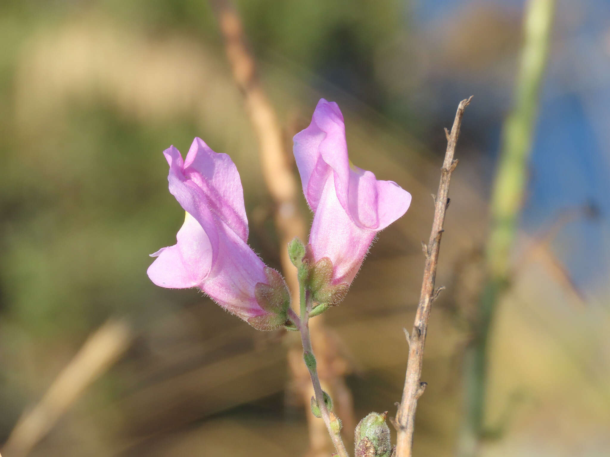 Image of Antirrhinum tortuosum Bosc ex Vent.